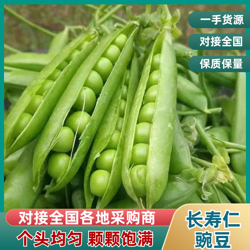 白豌豆，青豌豆夹大量上市，长寿仁豌豆荚产地直发，一手货源