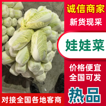 张北精品黄心娃娃菜大量上市，大娃小娃大量有货支持各种包装