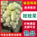张北精品黄心娃娃菜大量上市，大娃小娃大量有货支持各种包装
