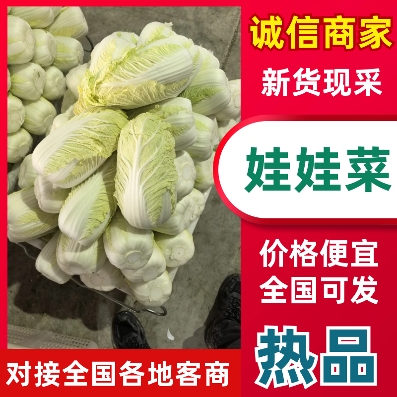 张北精品黄心娃娃菜大量上市，大娃小娃大量有货支持各种包装