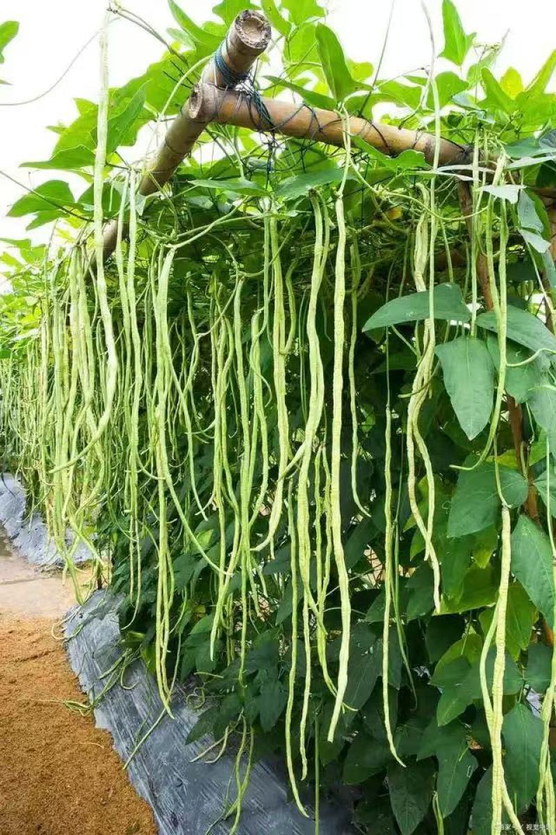聊城长豆角已大量上市产地直供大量有货质量保证一手货源