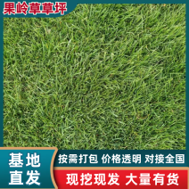 果岭草草坪欢迎随时来电咨询，江苏句容德丰草坪基地