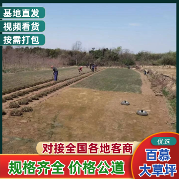 百慕大草坪欢迎随时来电咨询江苏句容德丰草坪基地直销