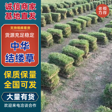 中华结缕草基地直发品种齐全对接全国各地量大优惠