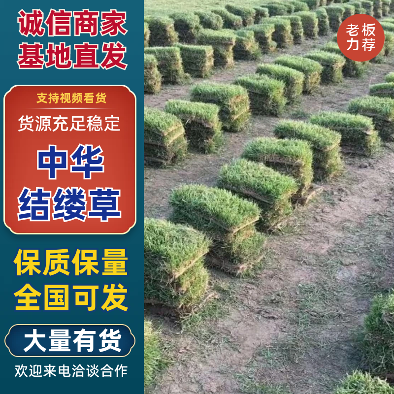中华结缕草基地直发品种齐全对接全国各地量大优惠