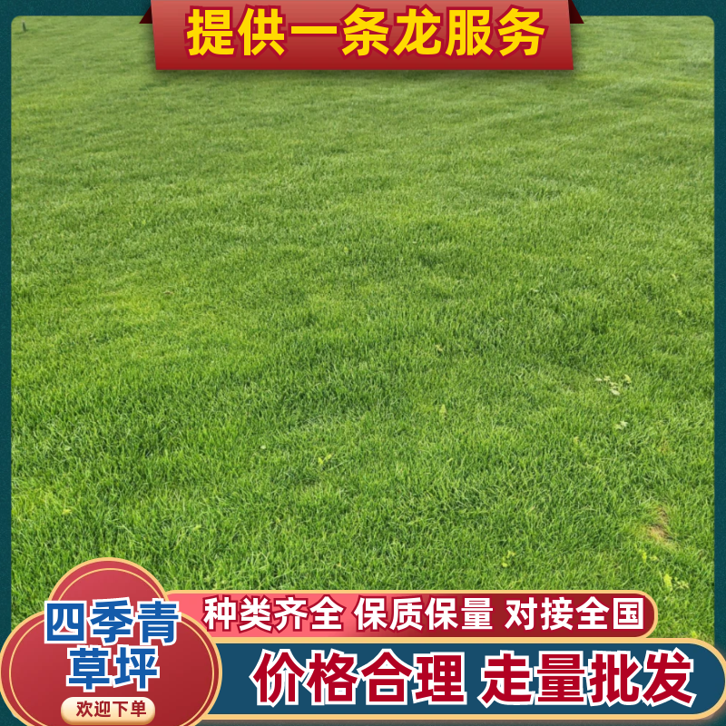 四季青草坪草坪草基地直发售后保障对接全国各地
