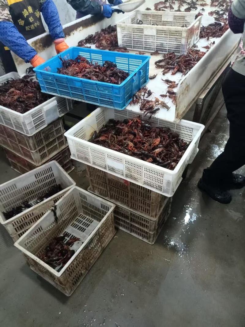 安徽省小龙虾**乡货源充足量大从优品质保证