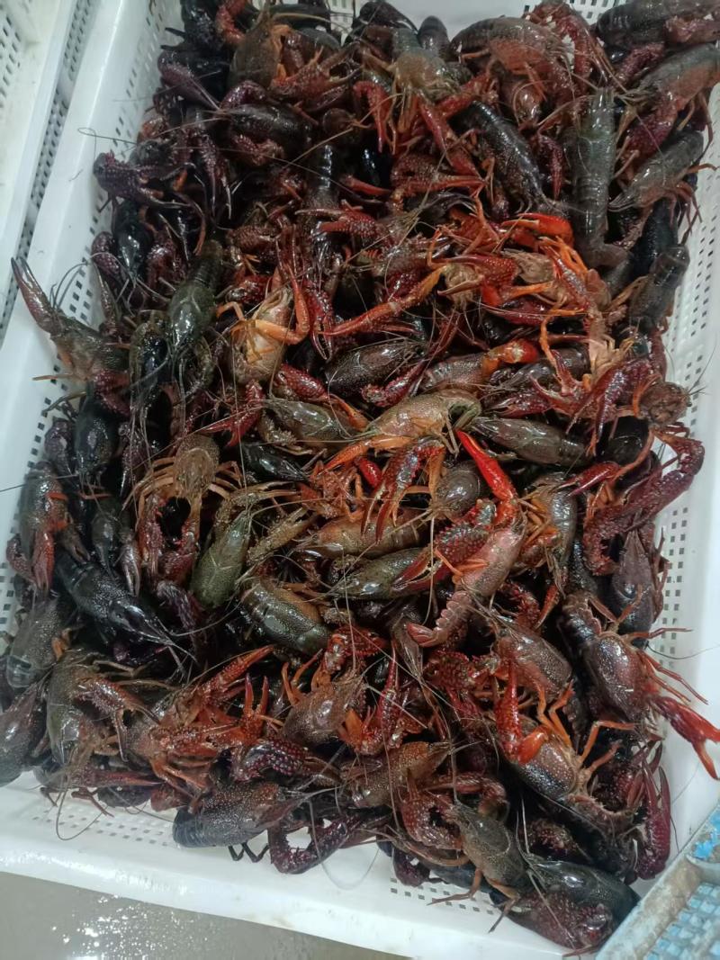 安徽省小龙虾**乡货源充足量大从优品质保证