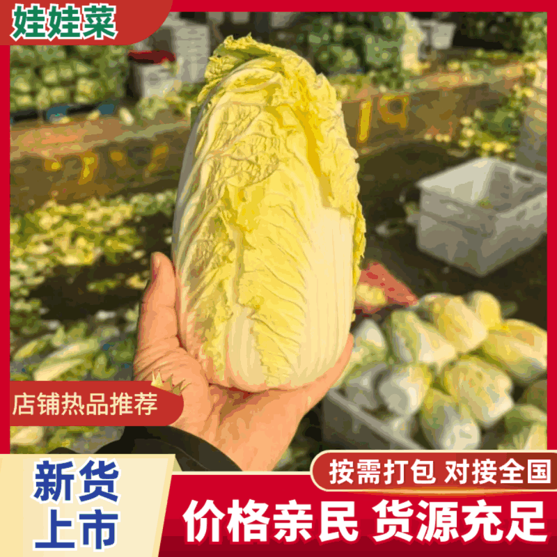 黄心大娃娃菜，常年有货，真空打氮，提供商检，专业出口