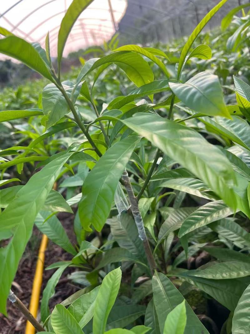 广西崇左鸡蛋果两年苗货源充足产地直发欢迎随时联系