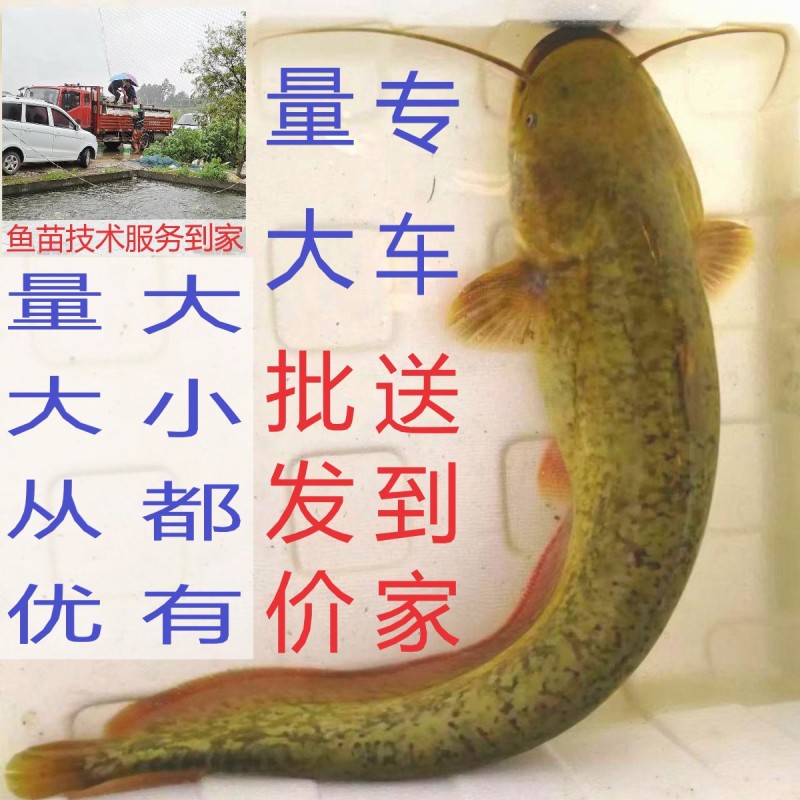 大口鲶鱼苗南方大口鲶苗渔场直供免费养殖技术指导