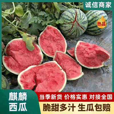 【麒麟西瓜】商丘夏邑西瓜/大棚西瓜/按需代收/全国发货