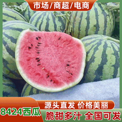 《精选》8424西瓜/夏邑西瓜/基地代发全国/包熟包甜