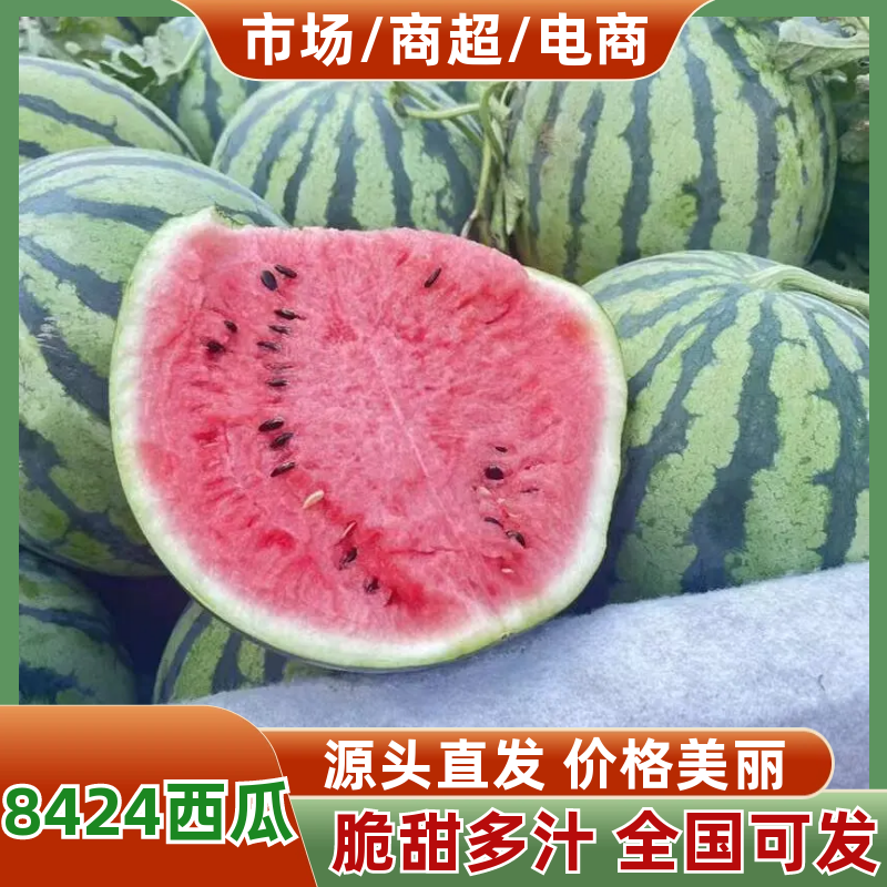 《精选》8424西瓜/夏邑西瓜/基地代发全国/包熟包甜