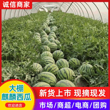『急售』大棚无籽瓜/夏邑西瓜/商丘夏邑基地直供/包熟包甜