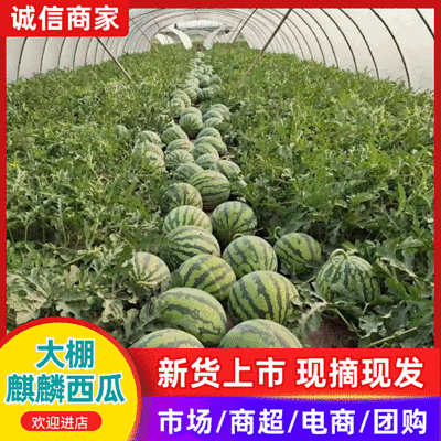 『急售』大棚无籽瓜/夏邑西瓜/商丘夏邑基地直供/包熟包甜