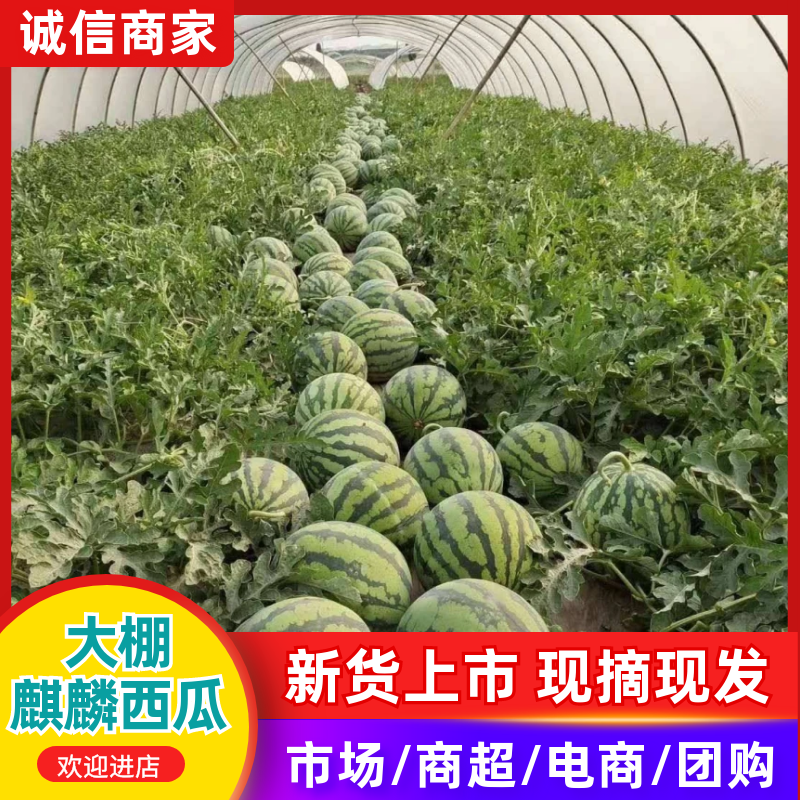 『急售』大棚无籽瓜/夏邑西瓜/商丘夏邑基地直供/包熟包甜