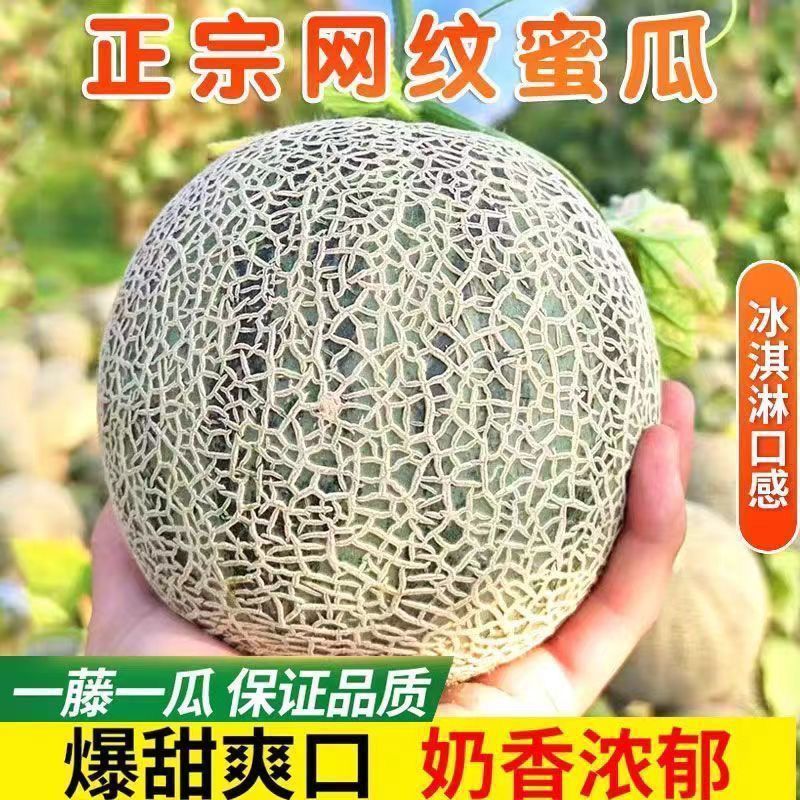 网纹瓜，玫珑瓜嘉华美华牛三101大量上市市场团购一件代发