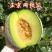 网纹瓜,玫珑瓜嘉华美华牛三101大量上市市场团购一件代发
