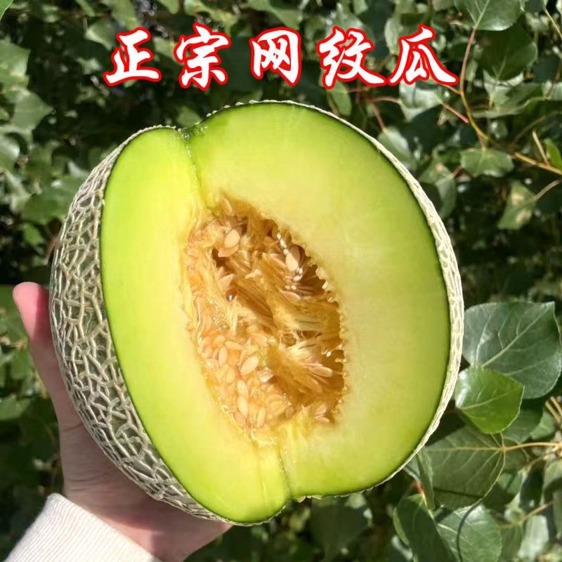 网纹瓜，玫珑瓜嘉华美华牛三101大量上市市场团购一件代发