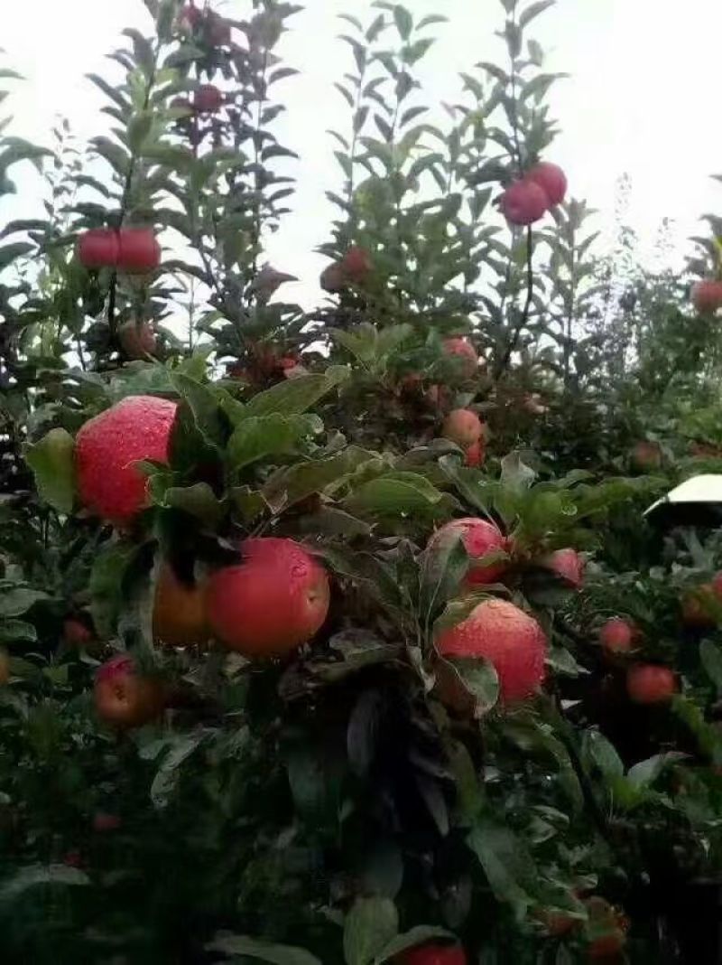 河南红富士苹果/冷库货，量大从优，货源充足，欢迎老板联系