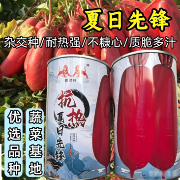 杂交大红袍萝卜种子抗热夏日先锋红皮白肉夏秋水果红萝卜种子
