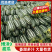 【精品】陕西甜瓜博洋9号基地直发价格美丽欢迎洽谈