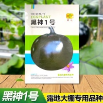 黑神1号圆茄种子紫黑大圆茄种籽春秋抗病高产紫光圆茄种子