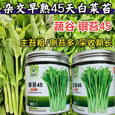 银苔45白菜苔种子杂交早熟白菜薹秋播耐寒耐热菜苔菜心蔬菜