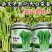 银苔45白菜苔种子杂交早熟白菜薹秋播耐寒耐热菜苔菜心蔬菜