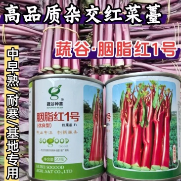 胭脂红1号红菜薹种子亮红无腊粉红菜苔菜心耐寒秋播紫菜薹种