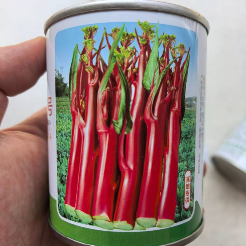 胭脂红1号红菜薹种子亮红无腊粉红菜苔菜心耐寒秋播紫菜薹种
