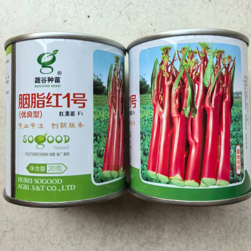 胭脂红1号红菜薹种子亮红无腊粉红菜苔菜心耐寒秋播紫菜薹种