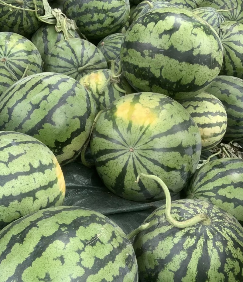 甜王西瓜汁多味美几十万斤品质保障可对接全国客商视频看货