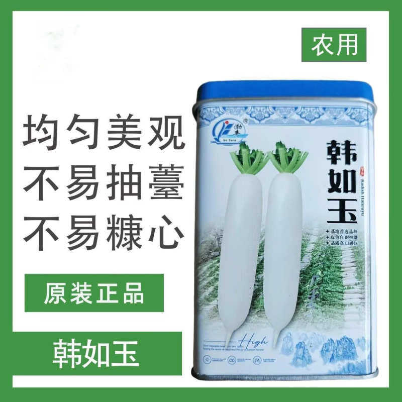韩如玉白萝卜种子皮光滑耐抽苔高产杂交白萝卜种籽肉质致密