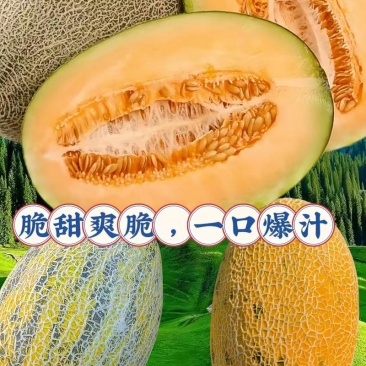 新疆哈密瓜八六王哈密瓜对接电商市场商超可视频
