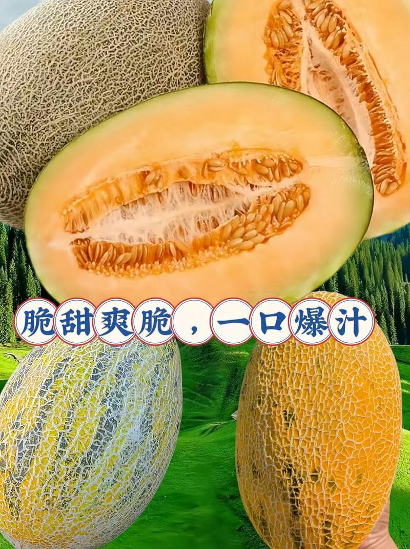 新疆哈密瓜八六王哈密瓜对接电商市场商超可视频