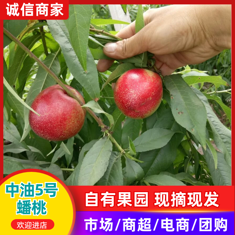 【推荐】陕西大棚中油桃中油5号一手货源薄利多销