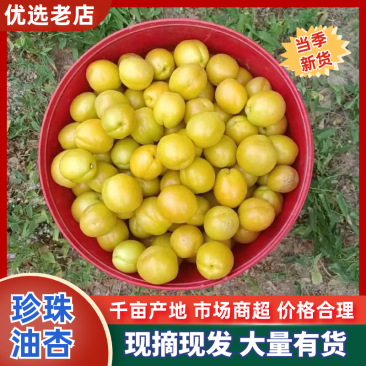 【精品】珍珠油杏吊干杏冷棚种植一手货源欢迎来电洽谈