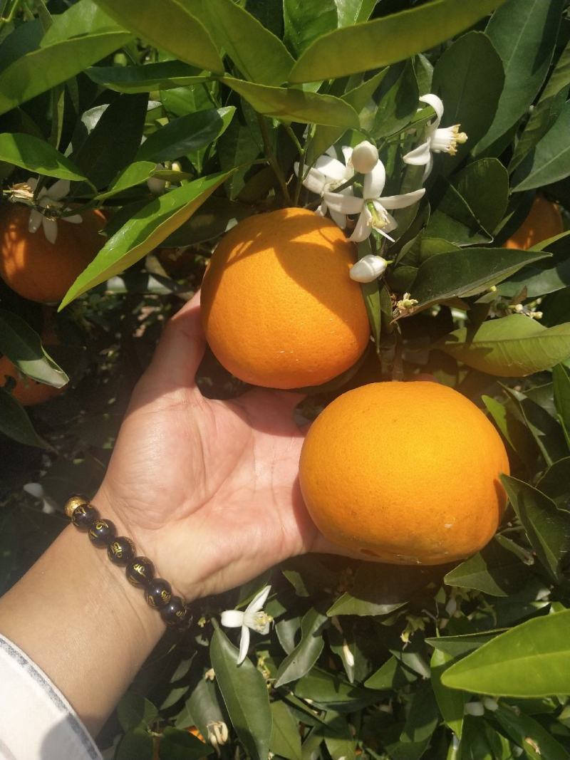 湖南精品橙子/夏橙/量大价优/产地直发/欢迎订购诚信经营