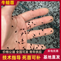 牛蛙蝌蚪蛙苗牛蛙苗欢迎来电咨询提供技术指导