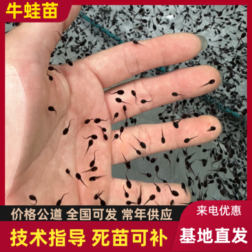 牛蛙蝌蚪蛙苗牛蛙苗欢迎来电咨询提供技术指导