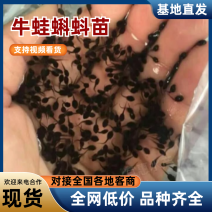 蛙苗蝌蚪苗水花苗0.7厘米左右牛蛙苗欢迎来电咨询