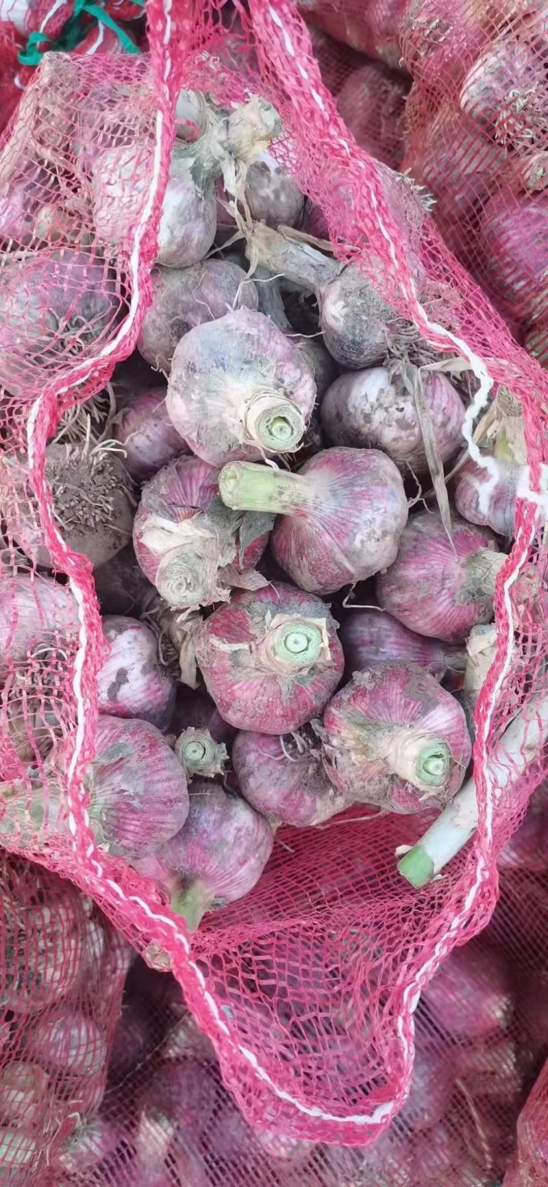 河北鲜大蒜紫皮蒜基地直发一手货源可视频看货