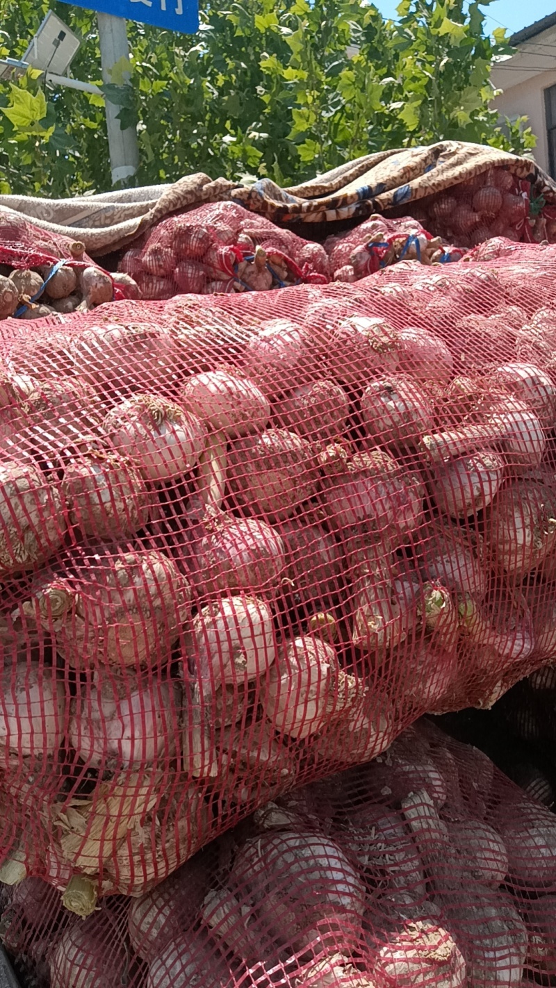 河北鲜大蒜紫皮蒜基地直发一手货源可视频看货
