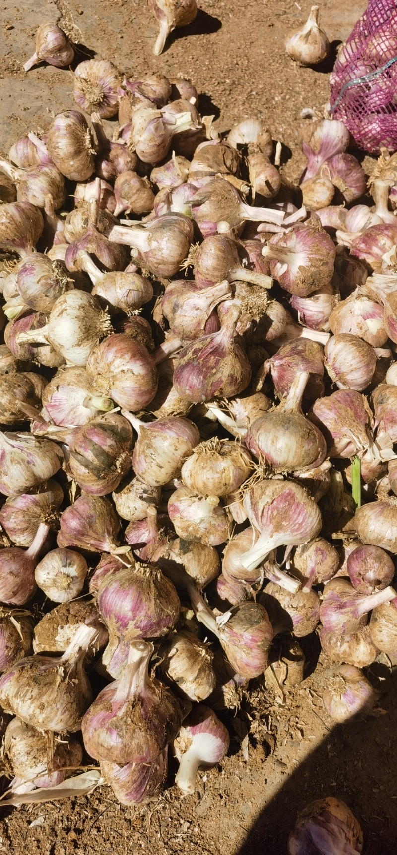 河北鲜大蒜紫皮蒜基地直发一手货源可视频看货