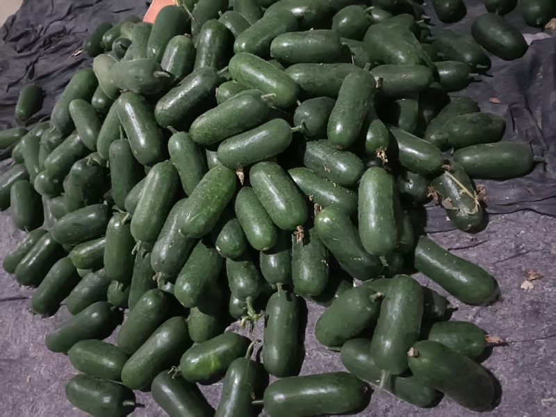 山东吊冬瓜绿皮冬瓜产地直销规格齐全欢迎采购咨询