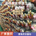 鹿角灵芝菌包活体菌种特色观赏食用庭院阳台种植