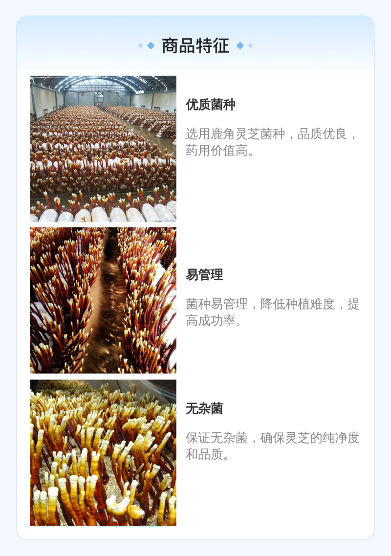 鹿角灵芝菌包活体菌种特色观赏食用庭院阳台种植