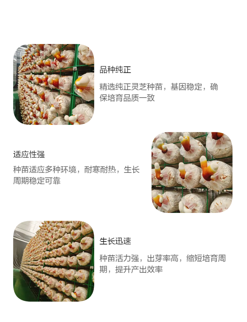 鹿角灵芝菌包活体菌种特色观赏食用庭院阳台种植